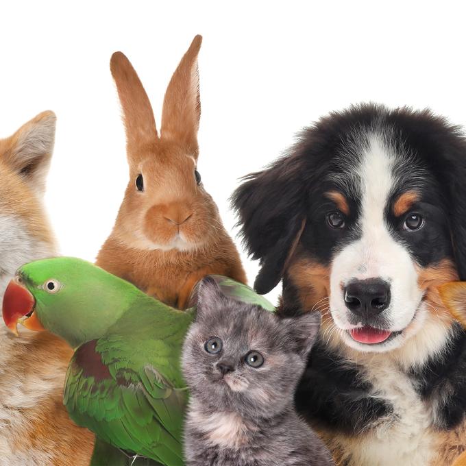 A parrot, rabbit, cat, and dog posing